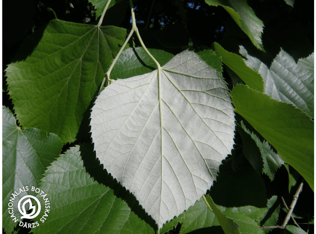 Tilia tomentosa